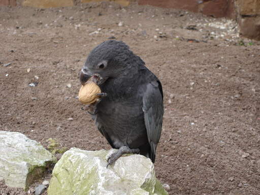 A beautiful Greater Vasa Parrot with a wonderful set of dark feathers