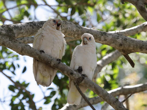 Two lovely Little Corellas perched in a tree