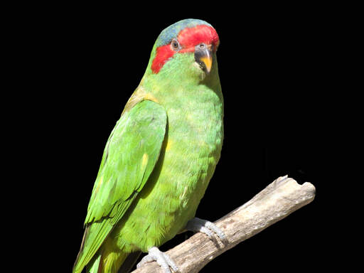 A close up of a Musk Lorikeet's beautiful green feather pattern