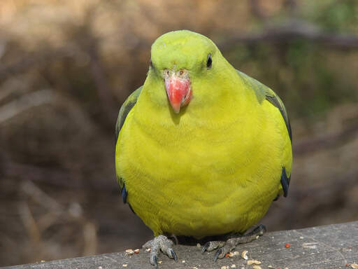 A Regent Parrot's great, big, yellow chest feathers