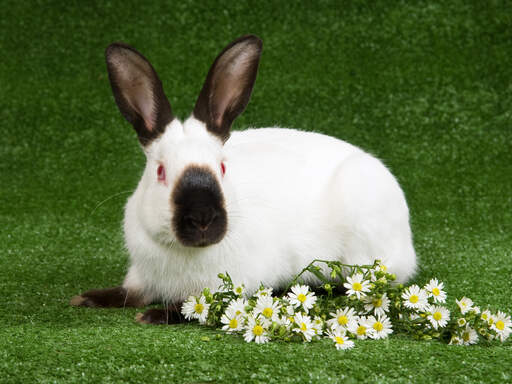 Himalayan sales lionhead rabbit