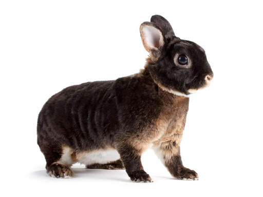 Otter mini rex rabbit hotsell