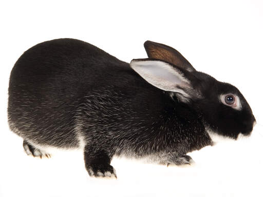 Blue silver fox best sale rabbit