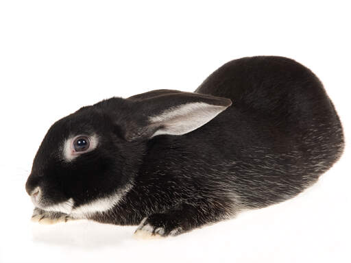 Silver fox rabbit price 2025