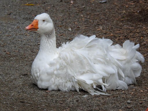 Sebastopol goose lying on the ground