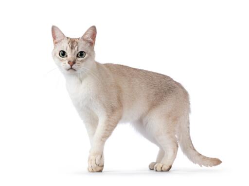 Asian - Burmilla Cats | Cat Breeds