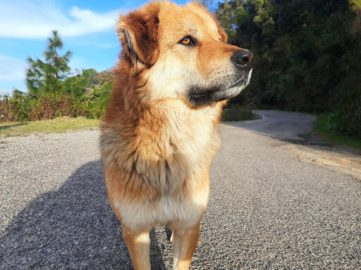 Handsome Chinook dog gazing into the distance with woodland in the background