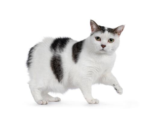 Manx Cats | Cat Breeds