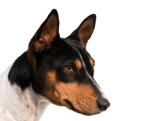 A lovely black white and brown Basenji