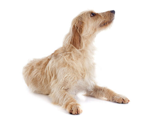 A handsome Griffon Fauve De Bretagne waiting for a command