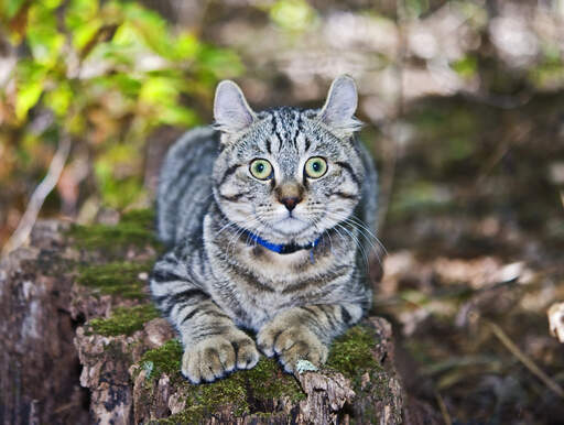A highlander cat with polydactyl paws