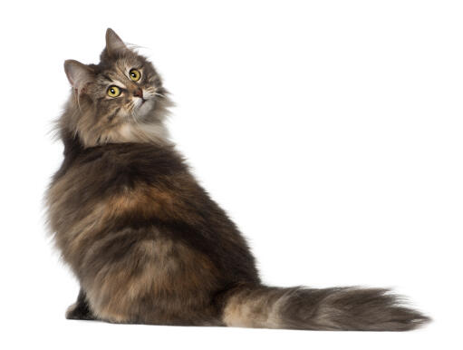 A large Norwegian Forest Cat with its beautiful long coat