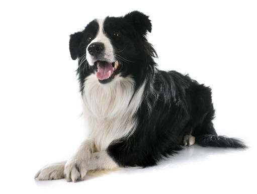 A young adult Border Collie lying neatly