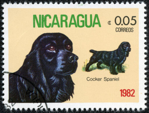 A Cocker Spaniel on a Central American stamp