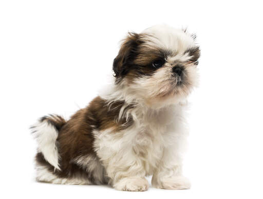 A lovely little Shih Tzu puppy sitting neatly on the floor