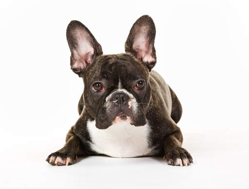 The characteristic tall, pointed ears of a French Bulldog
