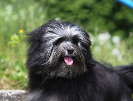 A close up of a Lowchen's wonderful neat, long beard