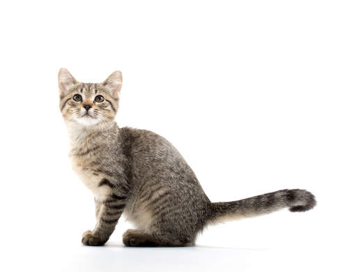 Grey american shorthair kitten discount