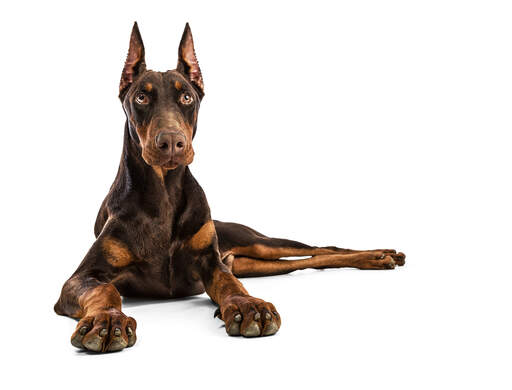 A powerfull Doberman Pinscher resting