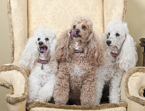 Three wonderful Miniature Poodles sitting up on an armchair, wanting some attention