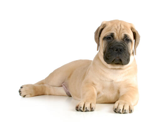 A young, light coated Bullmastiff laying back