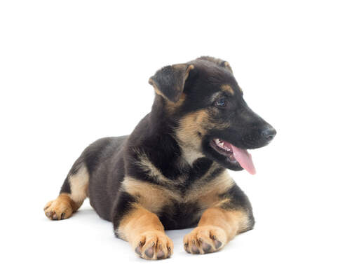 Short coat german shepherd puppy hotsell