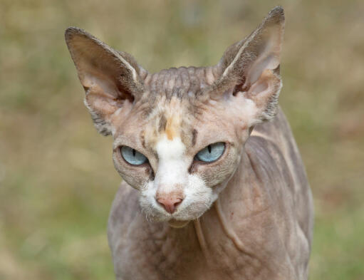 A young tortie patterned Sphynx