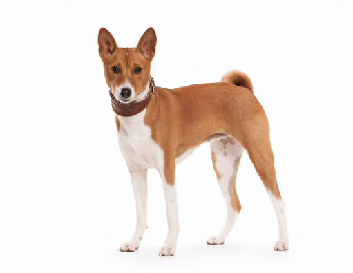 A beautiful Basenji, showing off it's amazing red and white coat