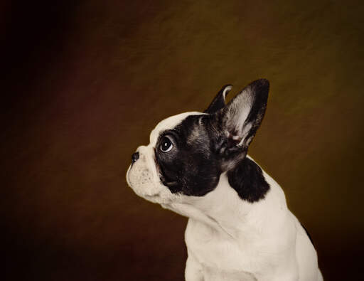 A side on of a Boston Terrier's stubby nose and tall ears