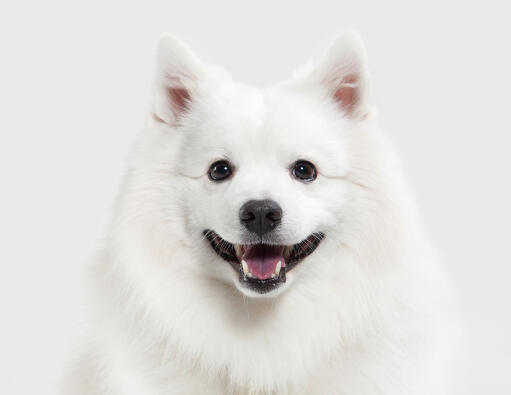 A close up of a Japanese Spitz's beautiful black eyes and short pointed ears