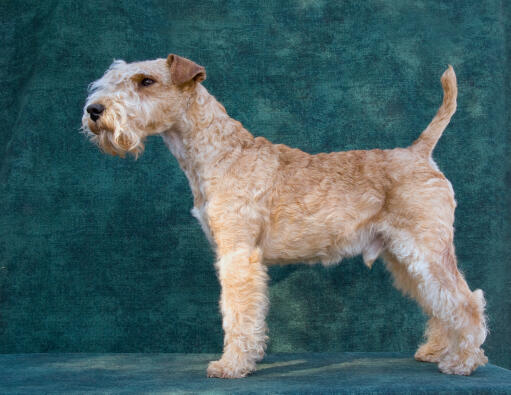 A healthy Lakeland Terrier showing off it's wonderful long legs