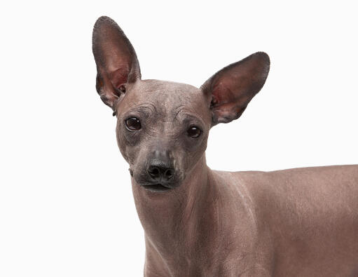 The cat like head of a mexican hairless