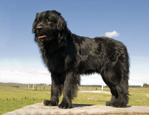 Flat coated retriever newfoundland mix cheap