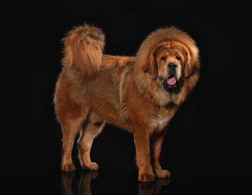 A healthy, adult Tibetan Mastiff showing off it's incredible, bushy tail