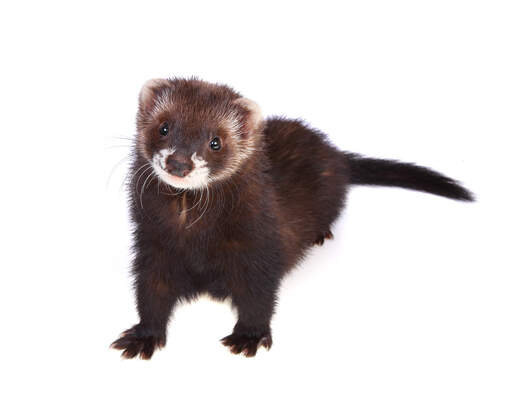 A Sable Ferret with a lovely little white patch of fur on its face