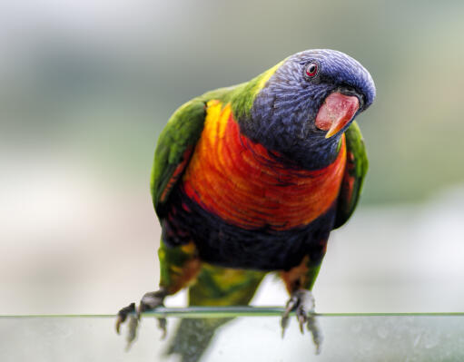 A close up of a Rainbow Lorikeet's incredible orange head feathers