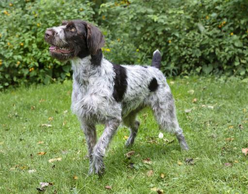 Wirehaired pointer cross on sale