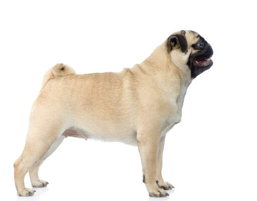 Pug Dogs | Dog Breeds