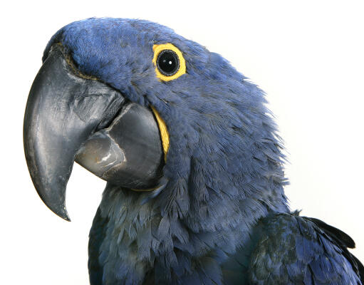 A close up of a Hyacinth Macaw's beautiful yellow feathers around its eyes