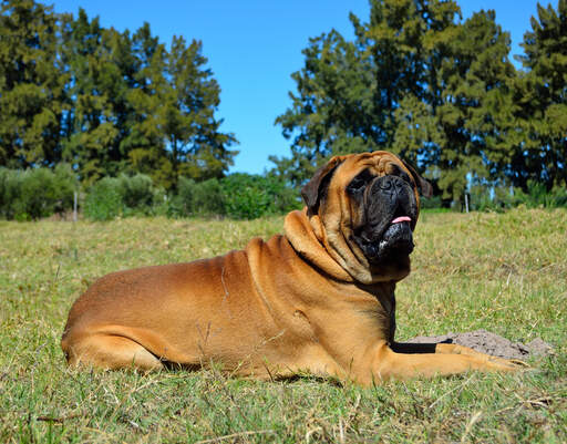 A wonderful, adult Bullmastiff lying neatly on the grass