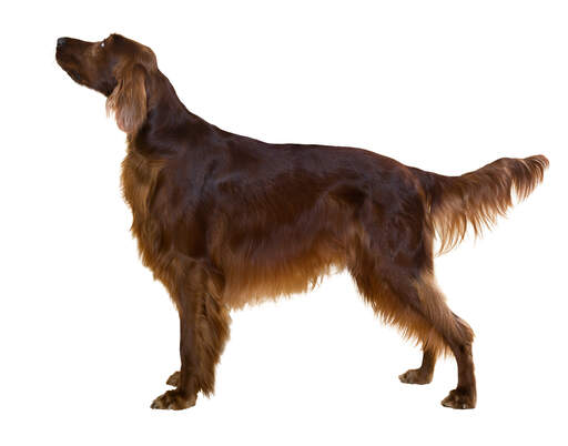 A healthy, young adult Irish Setter standing tall