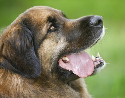 A close up of a Leonberger's beautiful short nose and soft coat