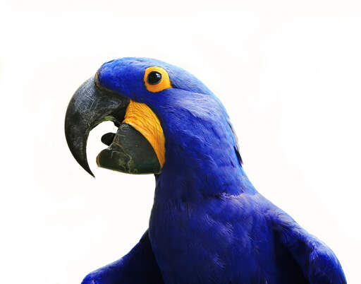 A Hyacinth Macaw's incredible blue feathers