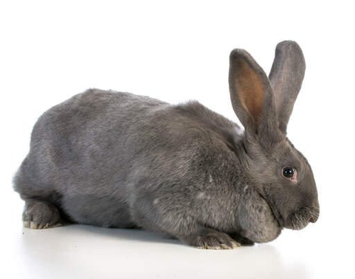 Norwegian shop giant rabbit