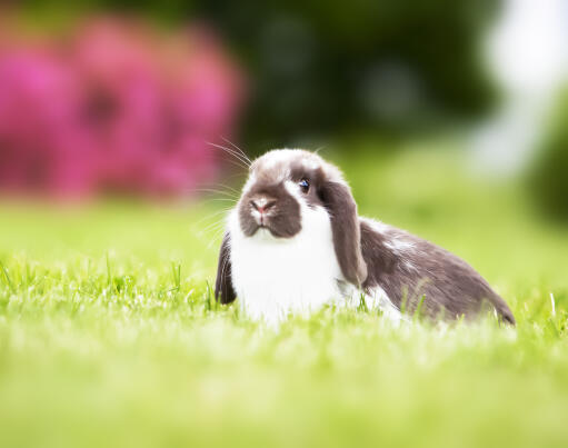 Mini lops rabbits for sale top