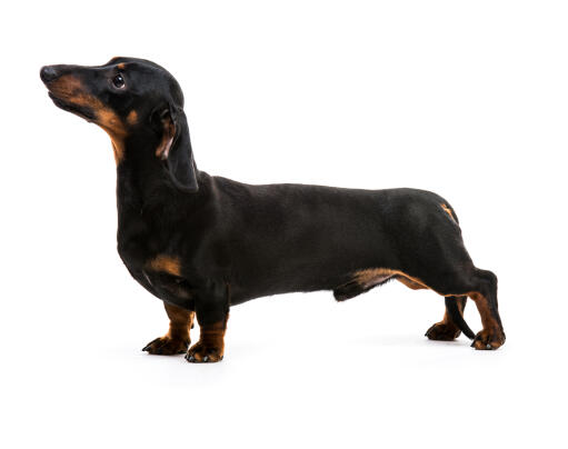 The healthy long body of a black coated Dachshund