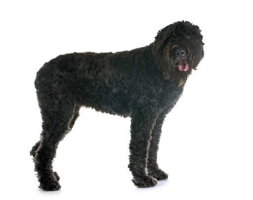 A handsome Bouvier Des Flandres standing up