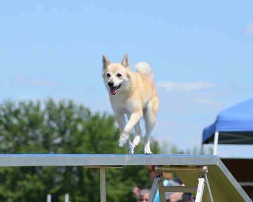 Norwegian-Buhund-Agility-Course