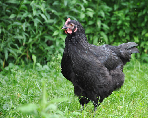 Australorps-Chicken-Black