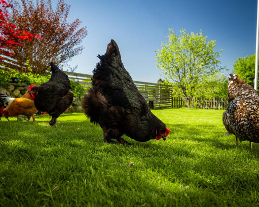 Croad-Langshan-Grazing